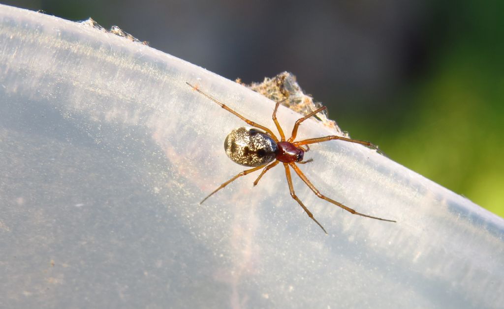 Linyphiidae ID